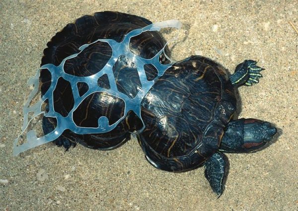 Tortoise