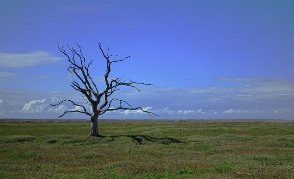 Withered tree